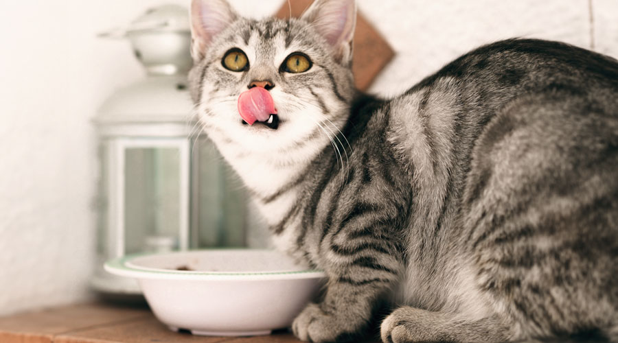 Cat food & recipe ideas